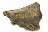 Fossil Woolly Mammoth Lower M Molar - Poland #295864-5